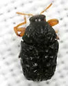 Chlamisus foveolatus