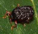 Chlamisus foveolatus - photo 2