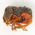 Chlamisus maculipes - Chlamisus maculipes