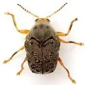 Chlamisus maculipes - photo 2