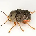 Chlamisus maculipes - photo 4