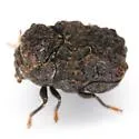 Chlamisus quadrilobatus - photo 2