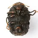 Chlamisus quadrilobatus - photo 4