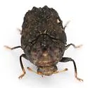 Chlamisus quadrilobatus - photo 5