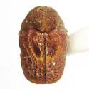 Chlamisus texanus