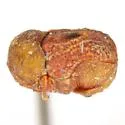 Chlamisus texanus - photo 2