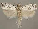 Chlamydastis habrolepis - Hodges#1031.1