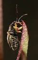 Ragweed Plant Bug