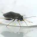 Ragweed Plant Bug - photo 2