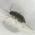 Ragweed Plant Bug - photo 3