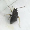 Ragweed Plant Bug - photo 4
