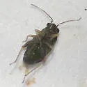 Ragweed Plant Bug - photo 5