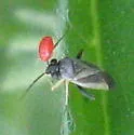 Chlamydatus obliquus