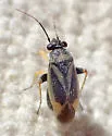 Chlamydatus obliquus - photo 2