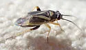 Chlamydatus obliquus - photo 4
