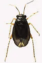 Chlamydatus pulicarius