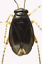 Chlamydatus pulicarius - photo 2