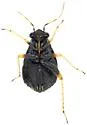 Chlamydatus pulicarius - photo 4