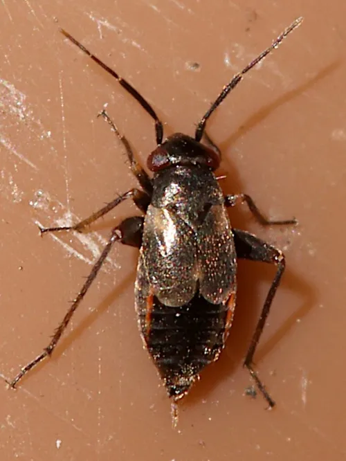 Chlamydatus saltitans