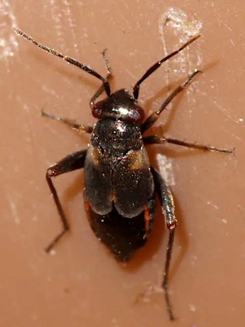 Chlamydatus saltitans - photo 2