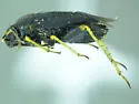 Chlamydatus suavis - photo 2