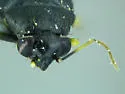 Chlamydatus suavis - photo 3