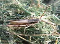 Chloealtis abdominalis