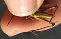 Chloealtis abdominalis - photo 2