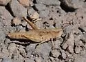 Chloealtis abdominalis - photo 3