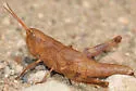Chloealtis abdominalis - photo 4