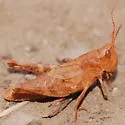 Chloealtis abdominalis - photo 5