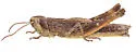 Siskiyou Slant-face Grasshopper