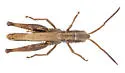 Siskiyou Slant-face Grasshopper - photo 2