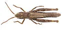Siskiyou Slant-face Grasshopper - photo 3