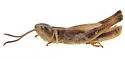 Siskiyou Slant-face Grasshopper - photo 4