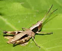 Sprinkled Grasshopper