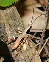 Sprinkled Grasshopper - photo 2