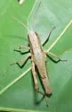 Sprinkled Grasshopper - photo 3