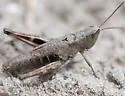 Sprinkled Grasshopper - photo 5