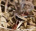 Diana Black-side Grasshopper