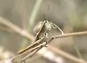 Graceful Slant-face Grasshopper