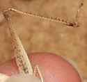 Graceful Slant-face Grasshopper - photo 2