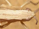 Graceful Slant-face Grasshopper - photo 3