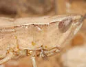 Graceful Slant-face Grasshopper - photo 4