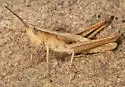 Graceful Slant-face Grasshopper - photo 5