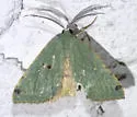 Bicolored Chloraspilates - Hodges#6700
