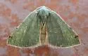 Bicolored Chloraspilates - Hodges#6700 - photo 2