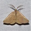 Bicolored Chloraspilates - Hodges#6700 - photo 3