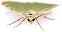Bicolored Chloraspilates - Hodges#6700 - photo 4