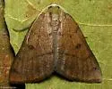 Chloraspilates minima - Hodges#6701